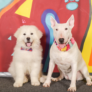 Fundraising Page: Tonya Brush